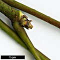SpeciesSub: subsp. sterculiaceum